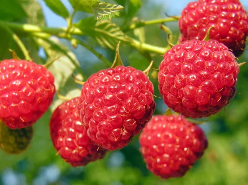 Raspberry Ketone